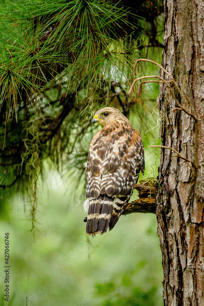 Obraz premium hawk on a branch