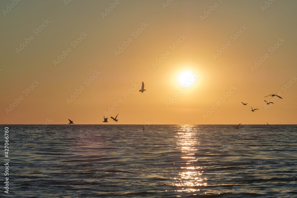 Seagulls flying above the sea, bright sun water and horizon at sunset