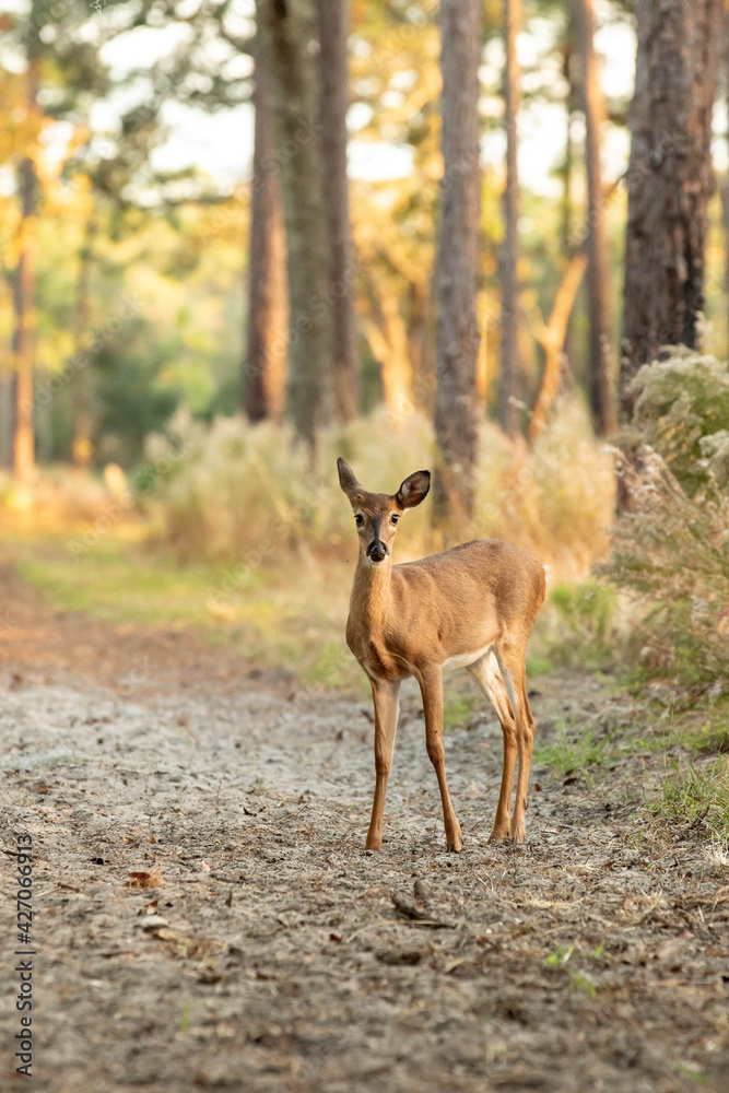 deer in the woods deer in the woods