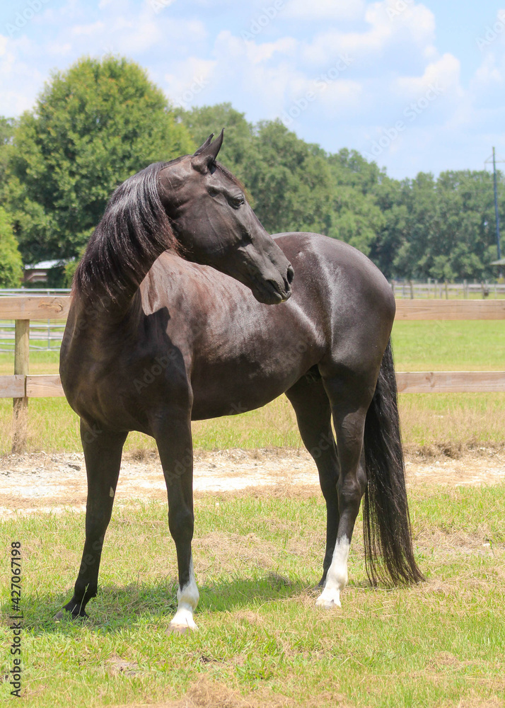 horse in the field