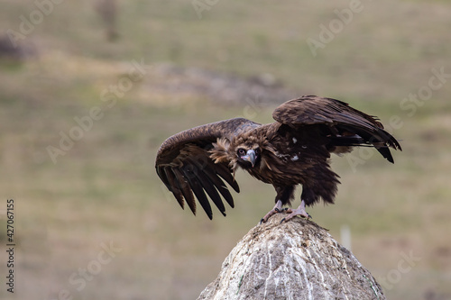 Cinereous Vulture, (Aegypius monachus) flight from rock in natural environment. Wild life.