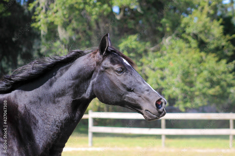 Fototapeta premium Black Mare