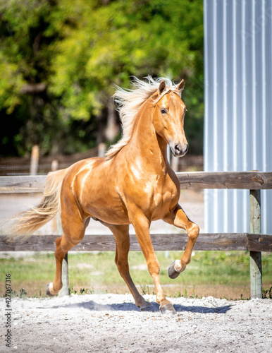 Quadro em tela Golden Horse