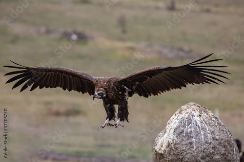 Cinereous Vulture, (Aegypius monachus) in a group natural habitat. Wild life.