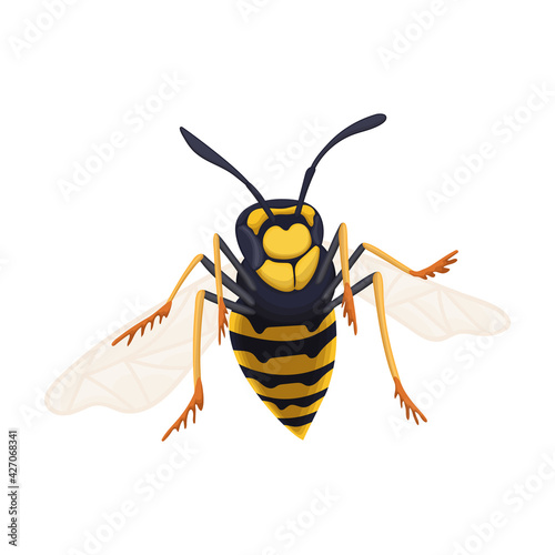 Wasp vector cartoon icon. Vector illustration insect wasp on white background. Isolated cartoon illustration icon of insect hornet.