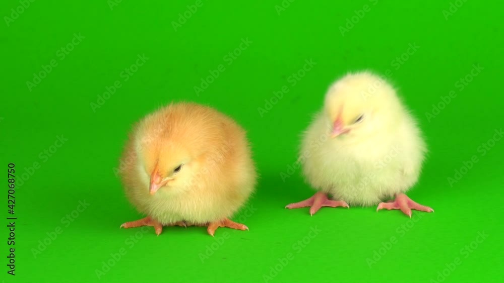 little chickens on a green background screen little chickens on a green background screen