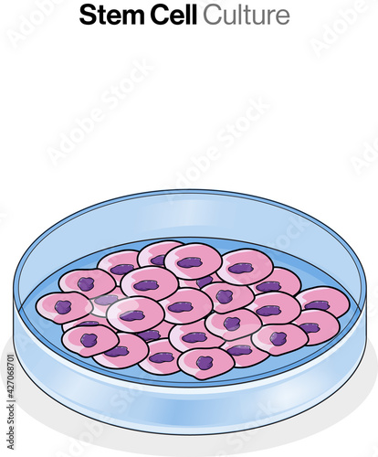 Illustration of Stem Cell Culture in petri plate or petri dish.