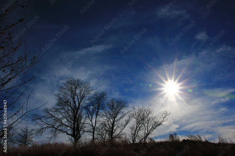 Naklejka premium sky and tree