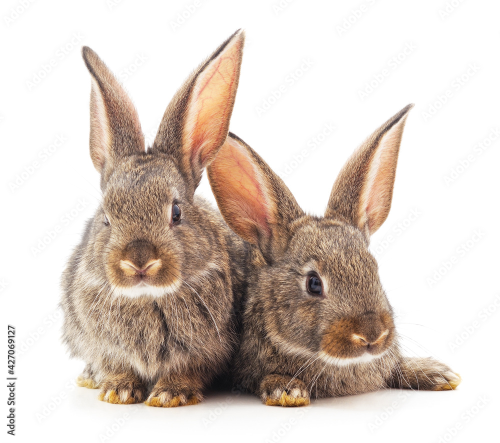 Two beautiful brown rabbits. Two beautiful brown rabbits.
