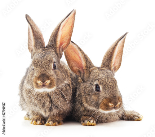 Two beautiful brown rabbits.