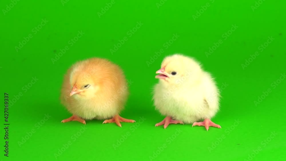 little chickens on a green background screen little chickens on a green background screen