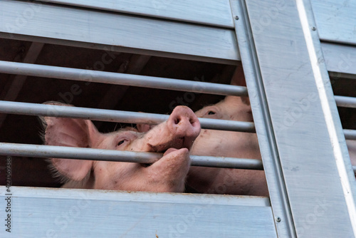 Fototapeta Pigs in a cage truck for transport to the slaughterhouse.