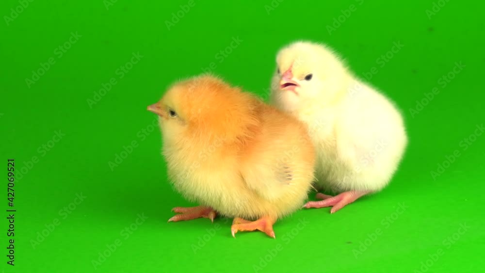 little chickens on a green background screen little chickens on a green background screen