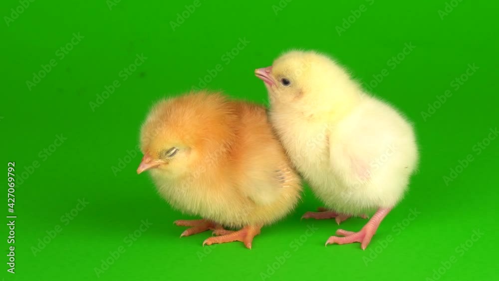 little chickens on a green background screen little chickens on a green background screen