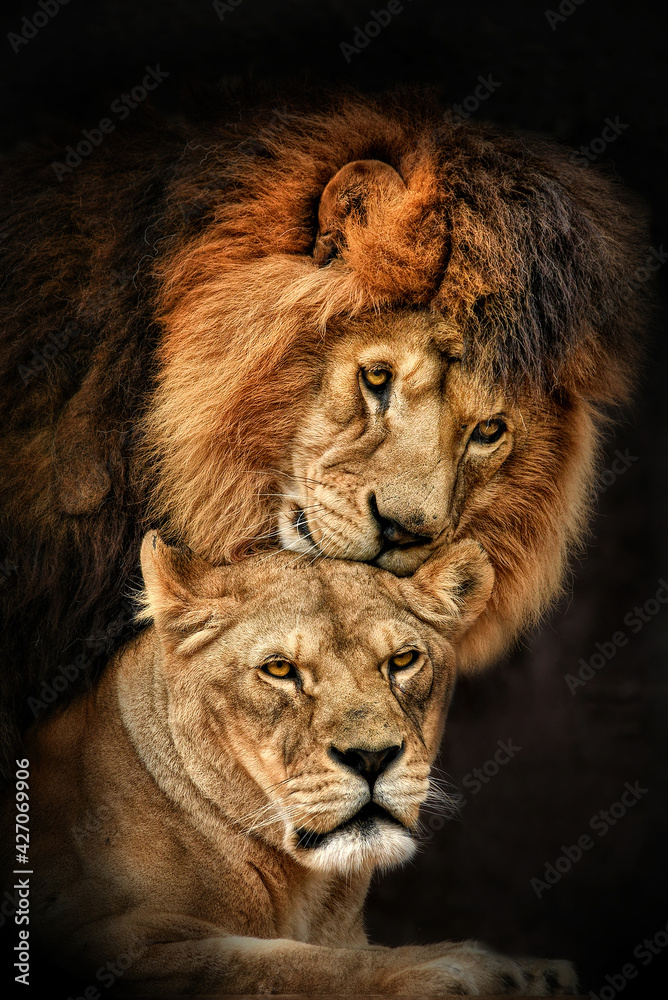 Naklejka Lion pair (Panthera leo) courtship