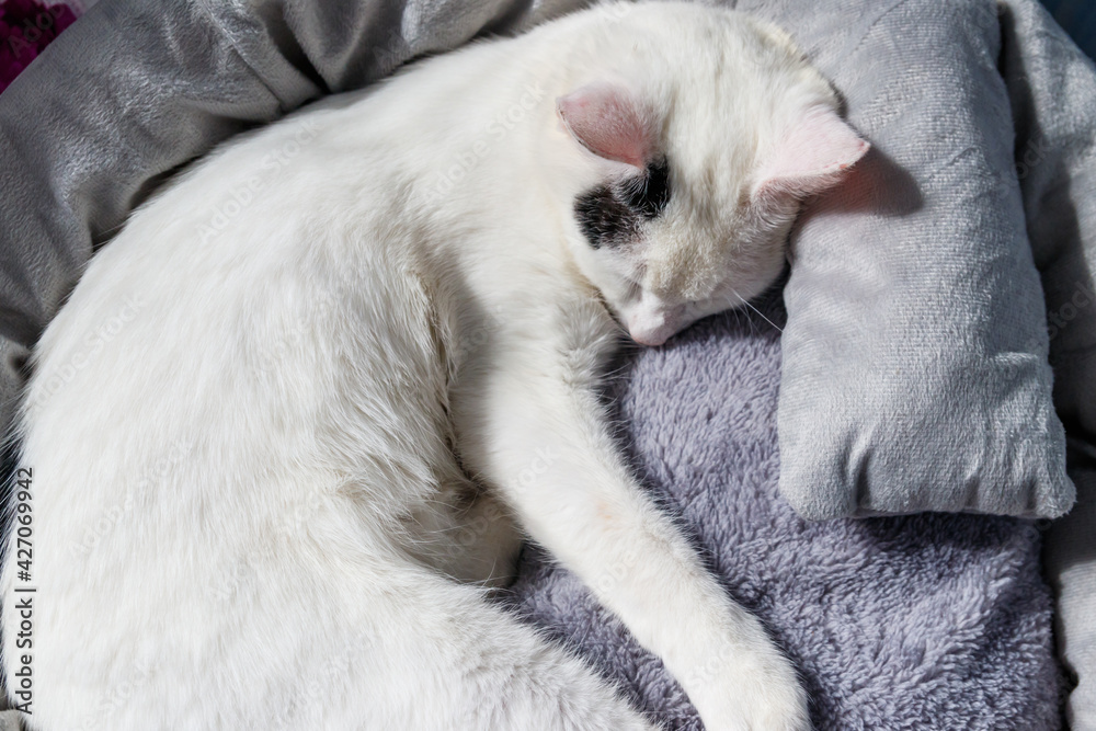 White cat lying in his soft cozy cat bed