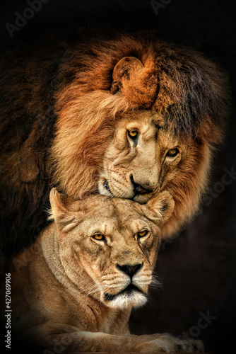 Lion pair (Panthera leo) courtship