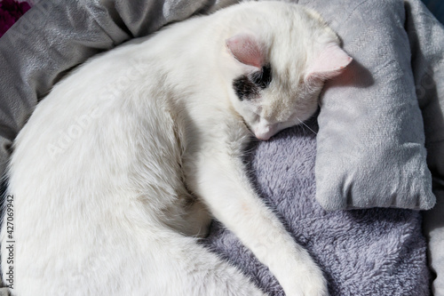White cat lying in his soft cozy cat bed © olyasolodenko