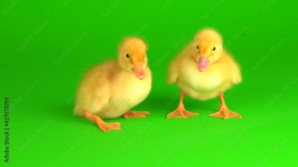 little yellow ducklings on a green background screen duck little yellow ducklings on a green background screen duck