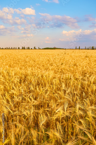 Yellow wheat field and dark blue sky © Ryzhkov Oleksandr