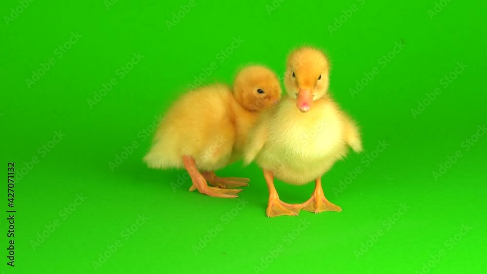 little yellow ducklings on a green background screen duck little yellow ducklings on a green background screen duck