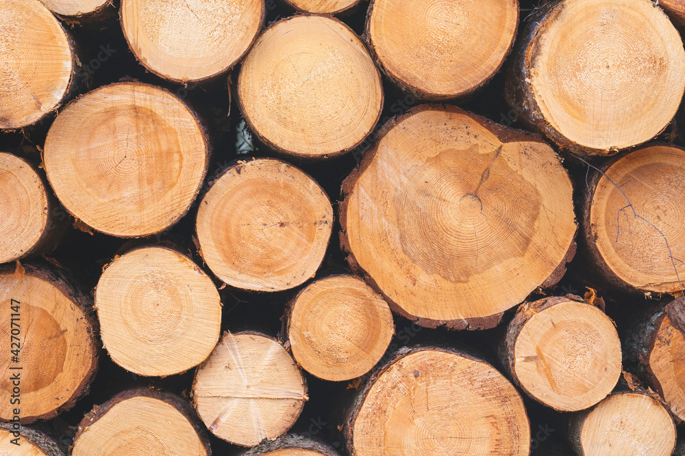 deforestation for roads, wood harvesting, wood as a renewable biological resource, deforestation area for highways deforestation for roads, wood harvesting, wood as a renewable biological resource, deforestation area for highways