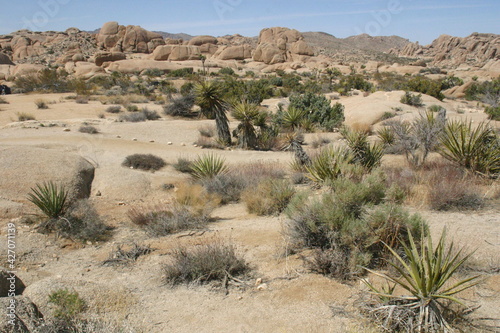 Joshua Tree Rock Formations in California with Joshua Trees and other Plants in the National Park © Gary Peplow