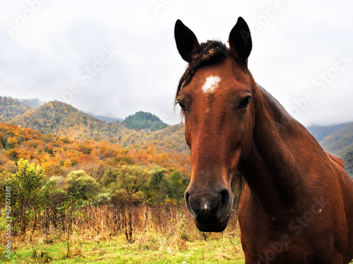 horse in the field © Zoia