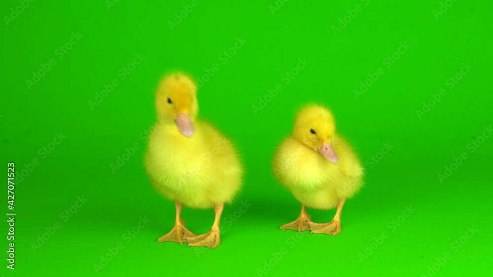 little yellow ducklings on a green background screen duck little yellow ducklings on a green background screen duck