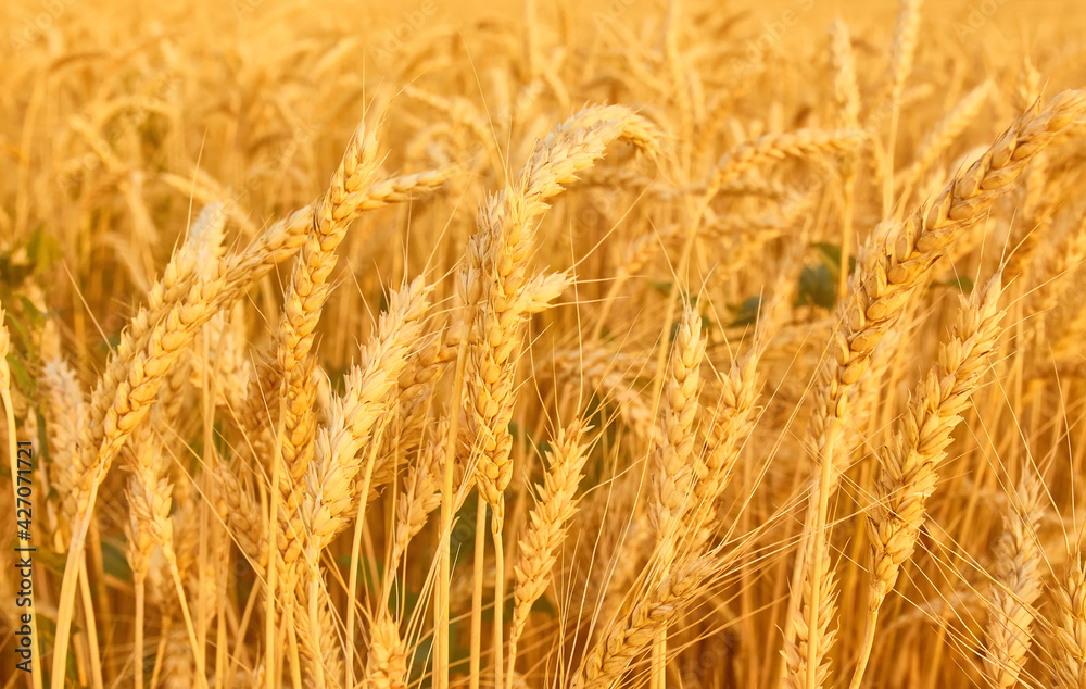 Wheat field with spikelets in gold tones Wheat field with spikelets in gold tones