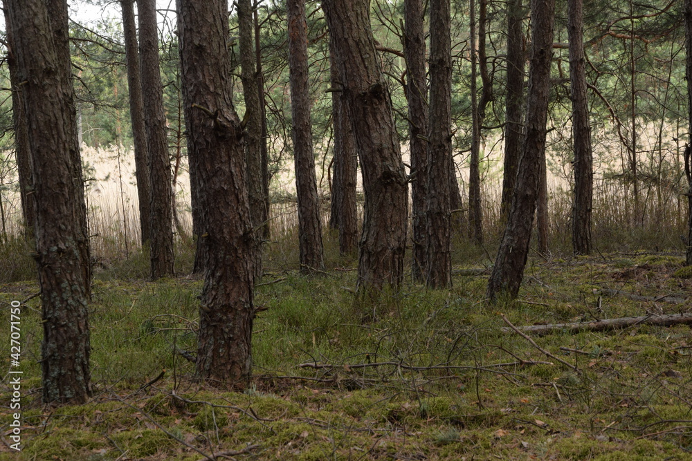 Pine forest nature background Pine forest nature background
