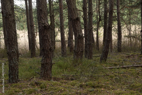 Pine forest nature background