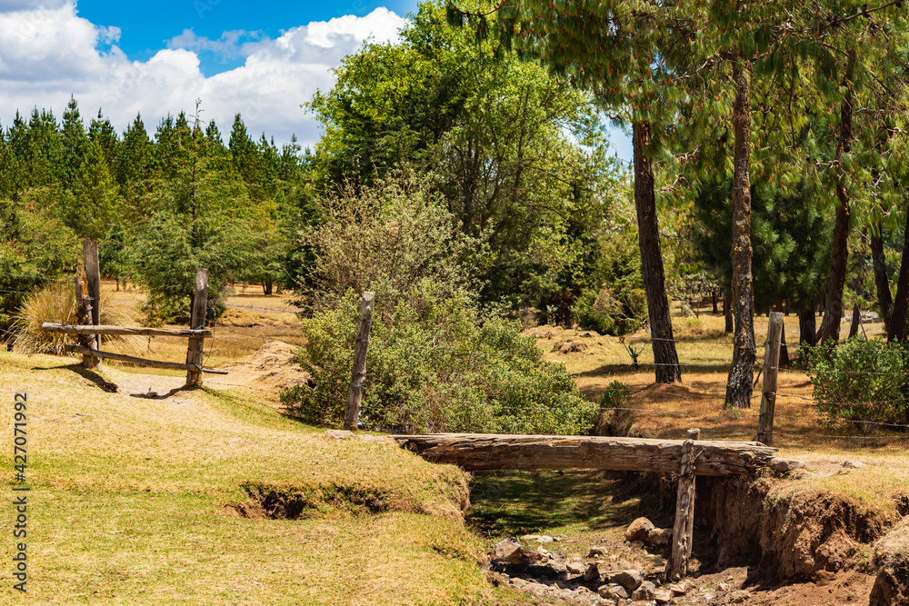 Troncos sobre río seco como puente de madera en un bosque Troncos sobre río seco como puente de madera en un bosque