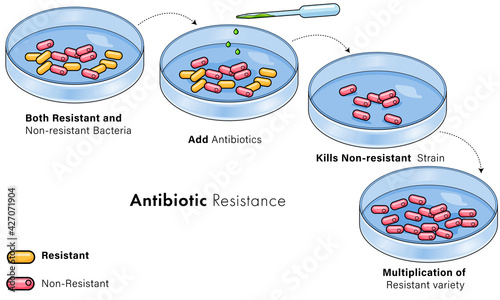 Mechanism of Antibiotic resistance occurring in laboratory petri dish. 
