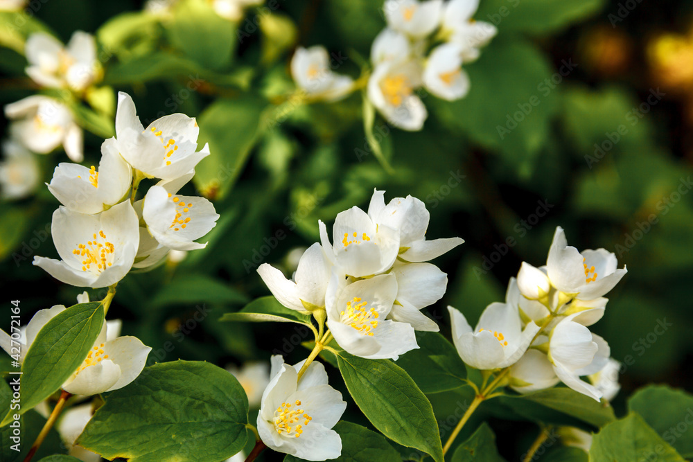 Obraz premium Beautiful white jasmine blossom flowers in spring time. Background with flowering jasmin bush. Inspirational natural floral spring blooming garden or park. Flower art design. Aromatherapy concept.