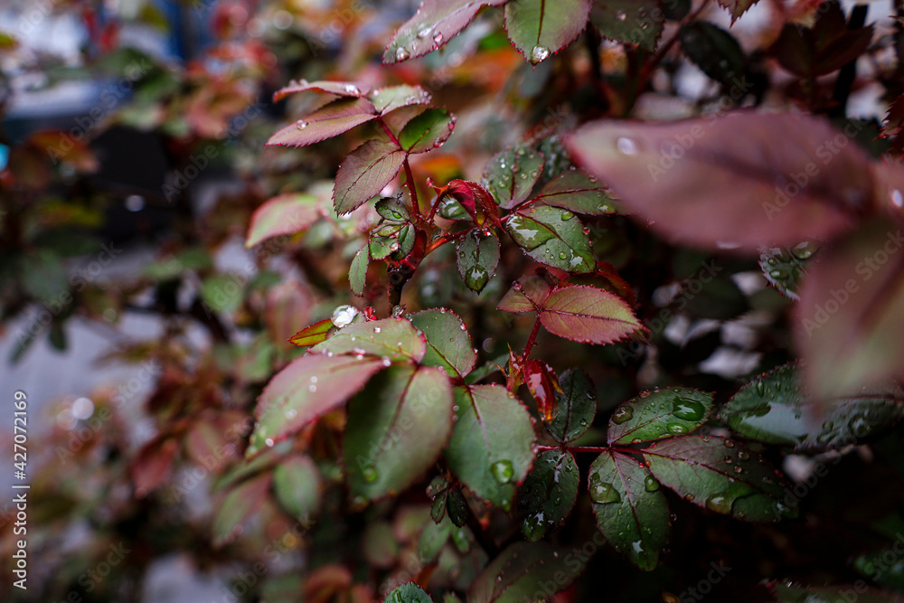 Obraz premium gotas de lluvia sobre hojas