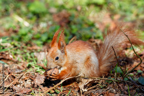 An orange squirrel holds a walnut in its paws and chews it against the background of fallen leaves in blur.