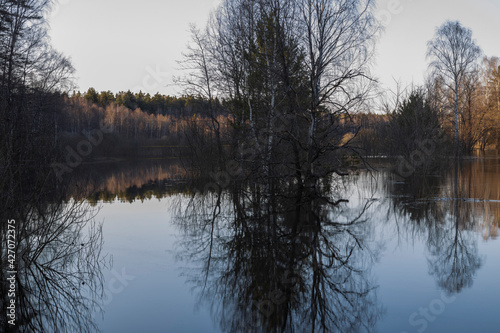 River flood in the foreground. Trees grow in the river. The blue sky and trees are reflected in the water.