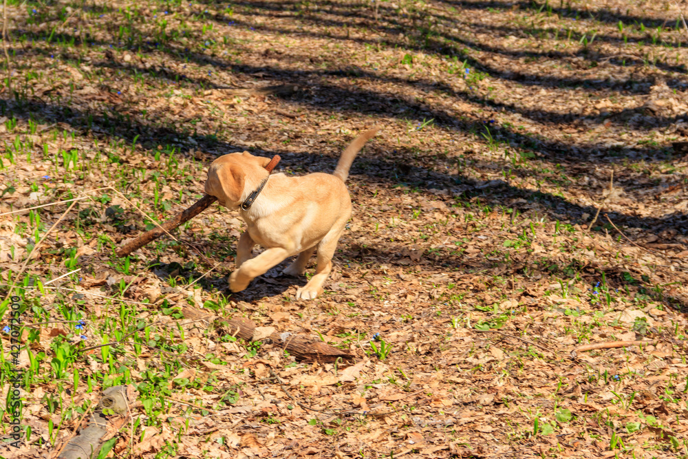 Cute labrador retriever puppy playing with stick on a meadow