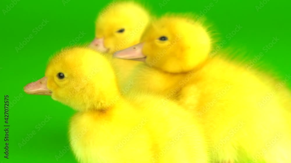 little yellow ducklings on a green background screen duck little yellow ducklings on a green background screen duck