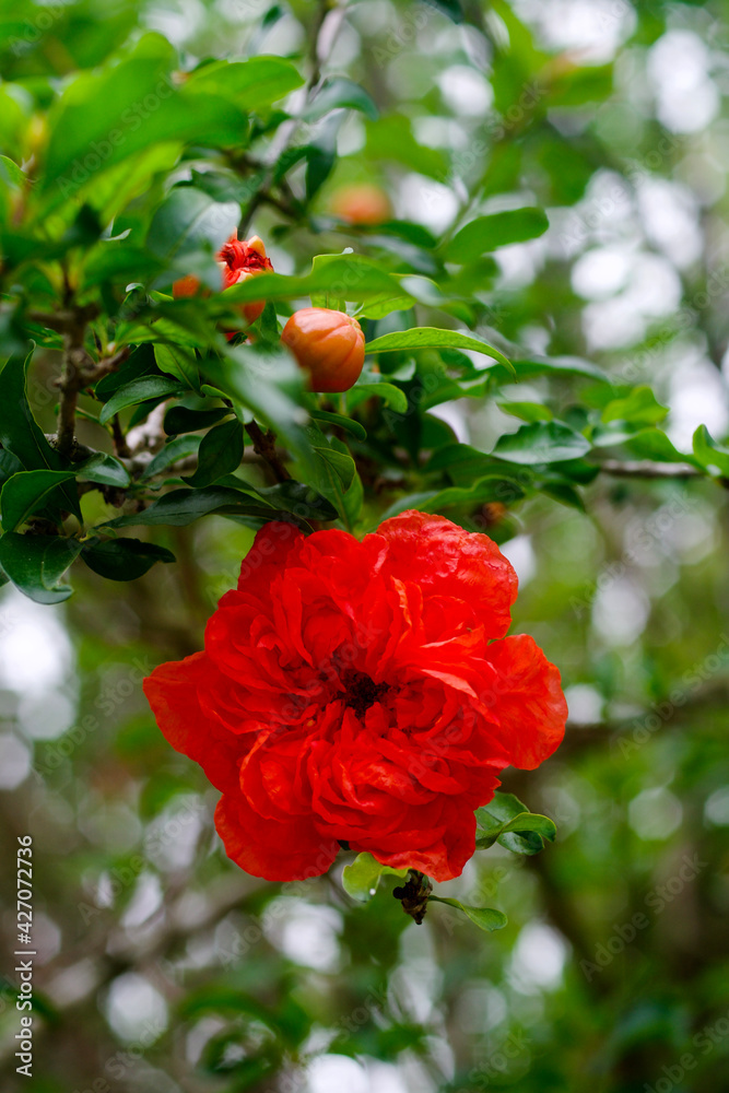 Blooming pomegranate tree Blooming pomegranate tree