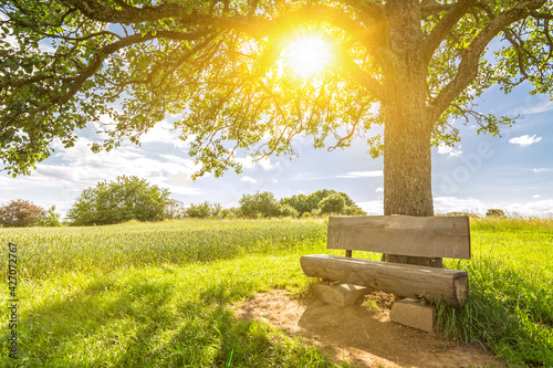 Cosy wooden bench under a tree in idyllic rural landscape with sun shining trough the leaves in spring