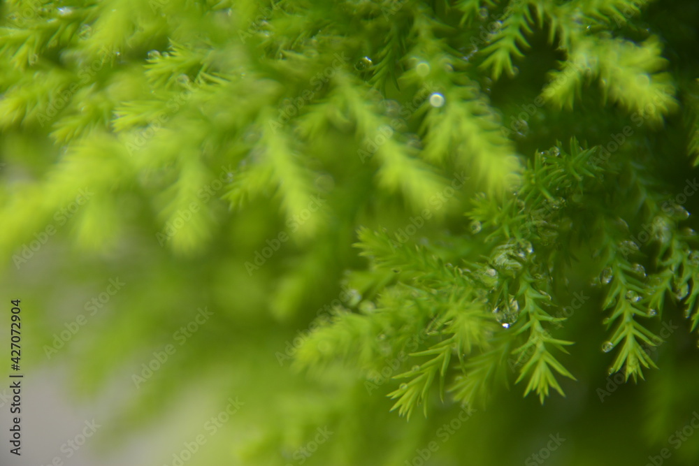 Dew Drops Dew Drops