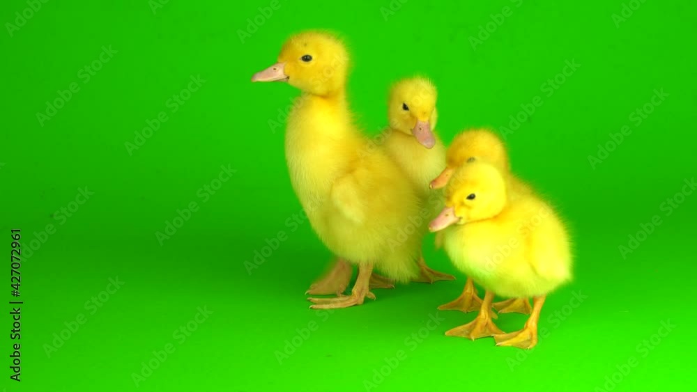 little yellow ducklings on a green background screen duck little yellow ducklings on a green background screen duck