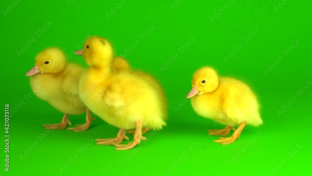 little yellow ducklings on a green background screen duck little yellow ducklings on a green background screen duck