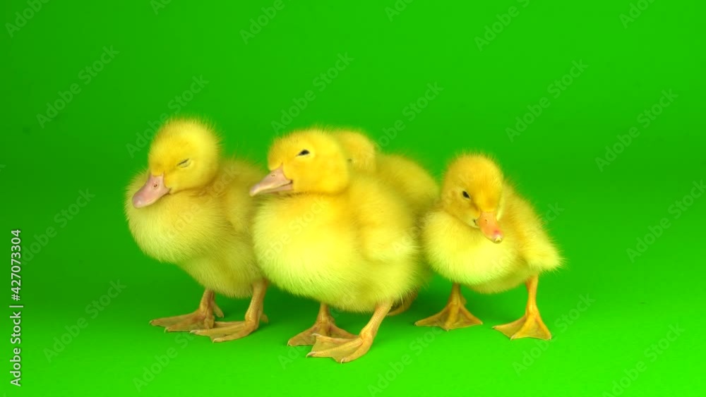 little yellow ducklings on a green background screen duck little yellow ducklings on a green background screen duck