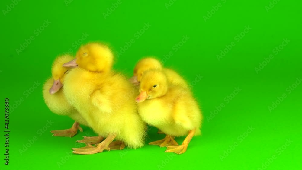 little yellow ducklings on a green background screen duck little yellow ducklings on a green background screen duck
