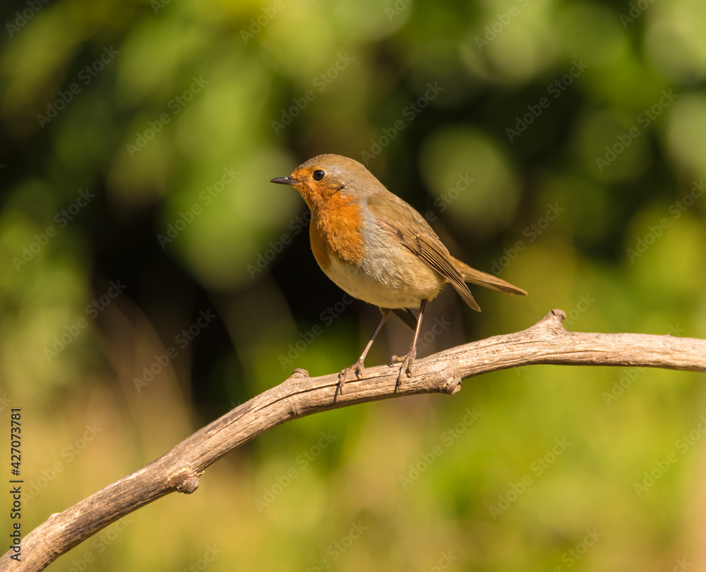 Robin (Erithacus rubecula) on tree branch.