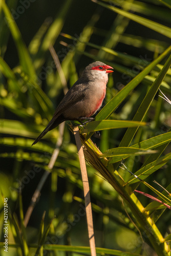Common waxbill (Estrilda astrild) is a small passerine bird, native to tropical and southern Africa.