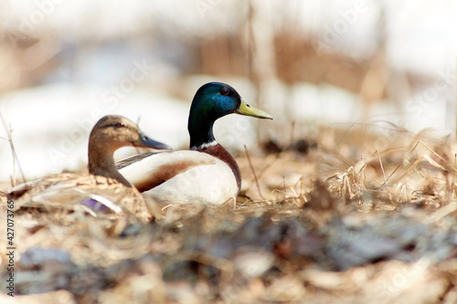 Mallard ducks, female and male, rest in a shelter in dense, dry grass.